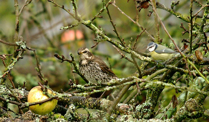 Dusky Thrush