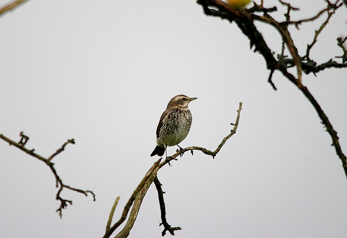 Dusky Thrush