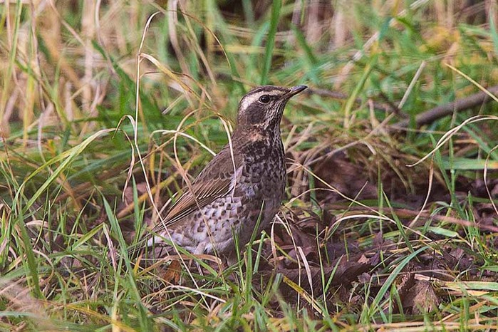 Dusky Thrush