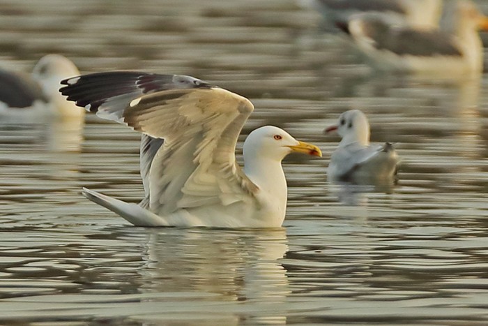 Yellow-legged Gull