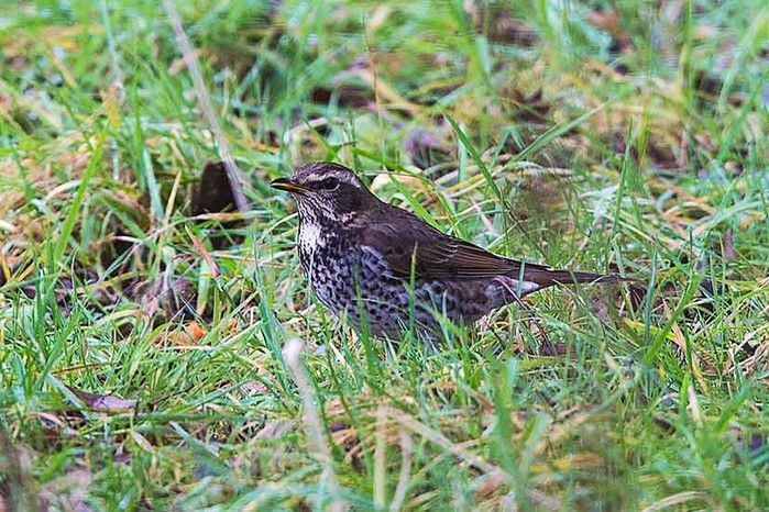 Dusky Thrush