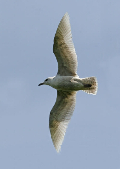 Kumlien's Gull
