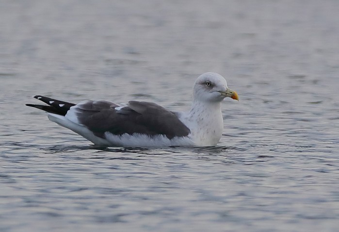 Lesser Black-backed Gull