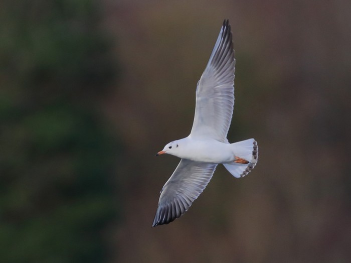 Black-headed Gull