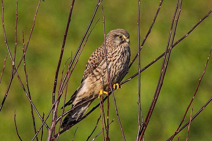 Kestrel