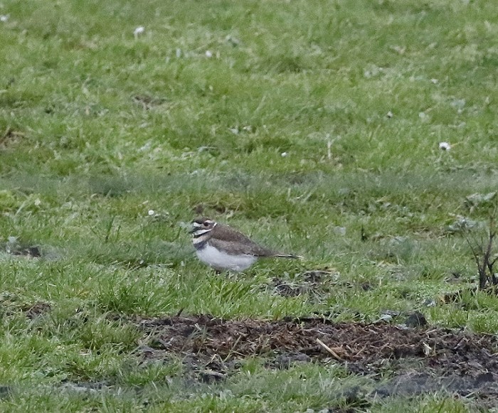 Killdeer