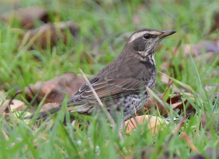 Dusky Thrush