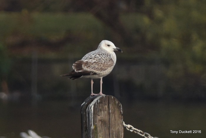 Caspian Gull