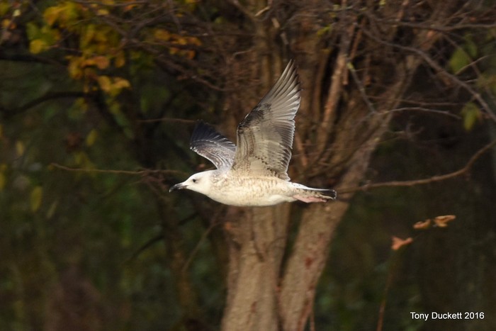 Caspian Gull