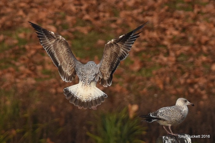 Caspian Gull