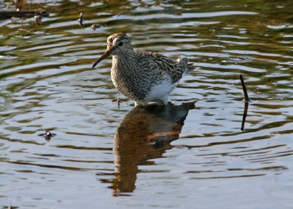 Pectoral Sandpiper