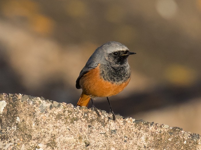 Eastern Black Redstart