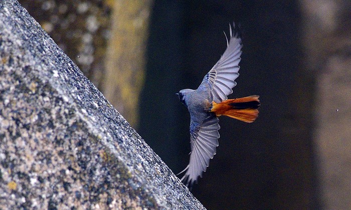 Eastern Black Redstart