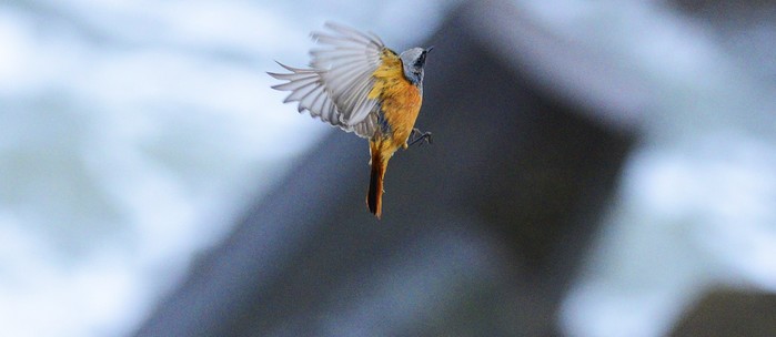 Eastern Black Redstart