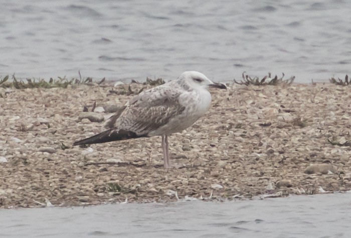 Caspian Gull