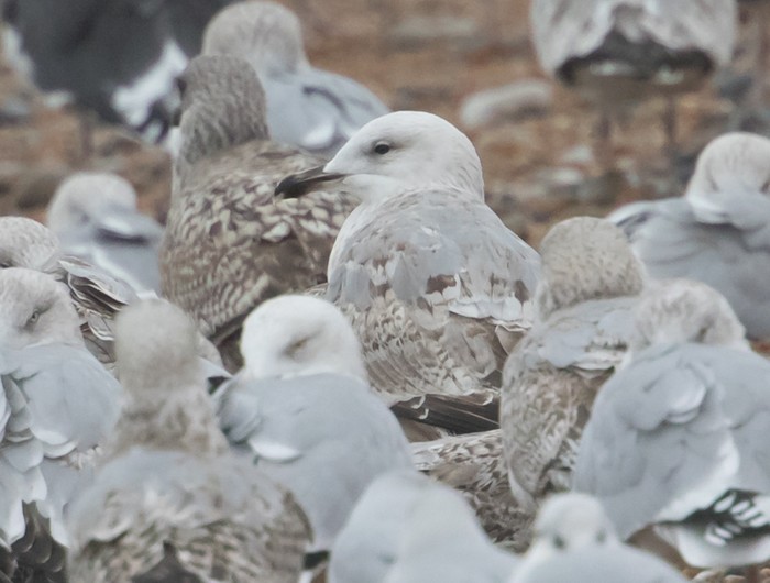 Caspian Gull