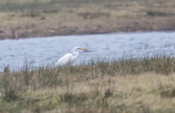 Great White Egret