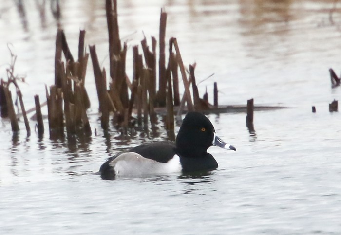 Ring-necked Duck