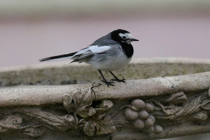 Masked Wagtail
