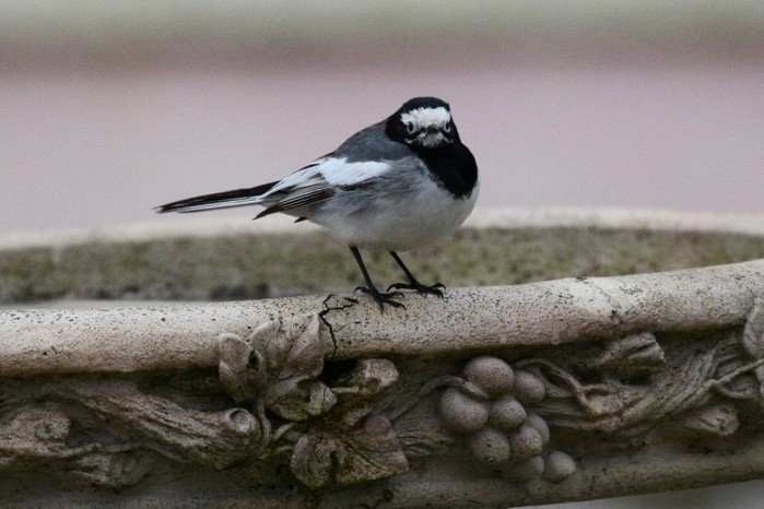 Masked Wagtail