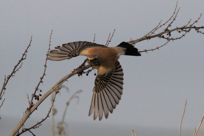 Desert Wheatear