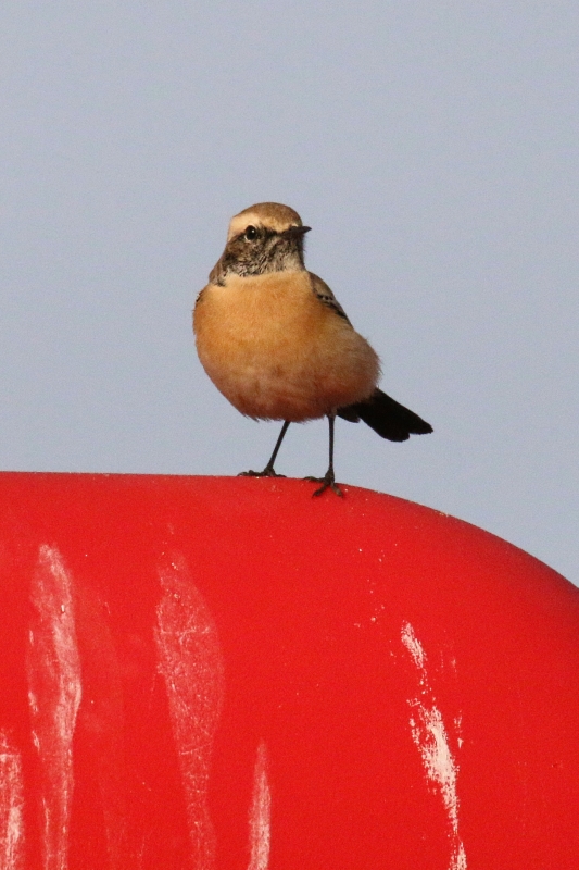 Desert Wheatear