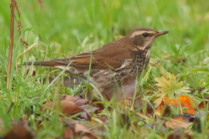 Dusky Thrush
