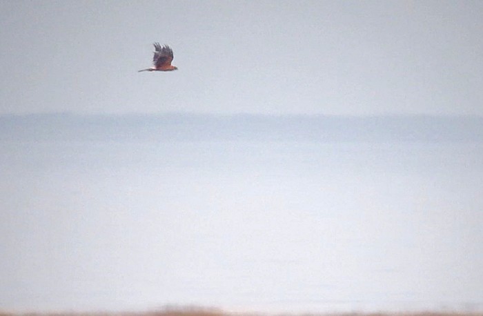 Pallid Harrier