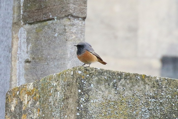 Eastern Black Redstart
