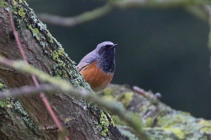 Eastern Black Redstart