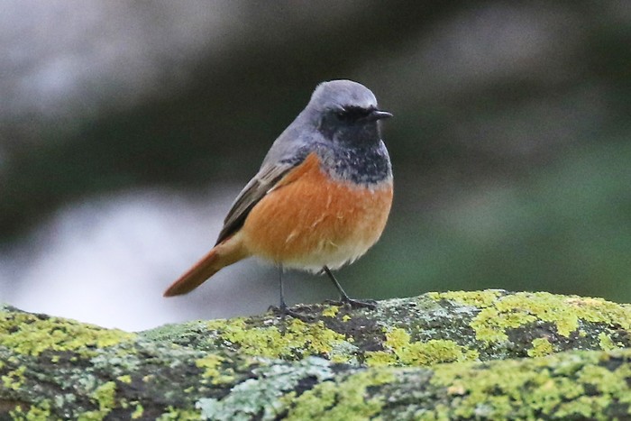 Eastern Black Redstart