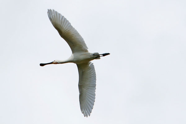 Spoonbill