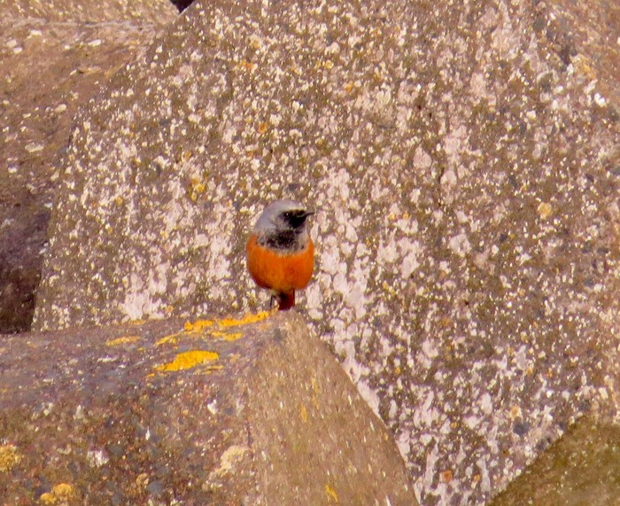 Eastern Black Redstart