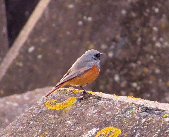 Eastern Black Redstart