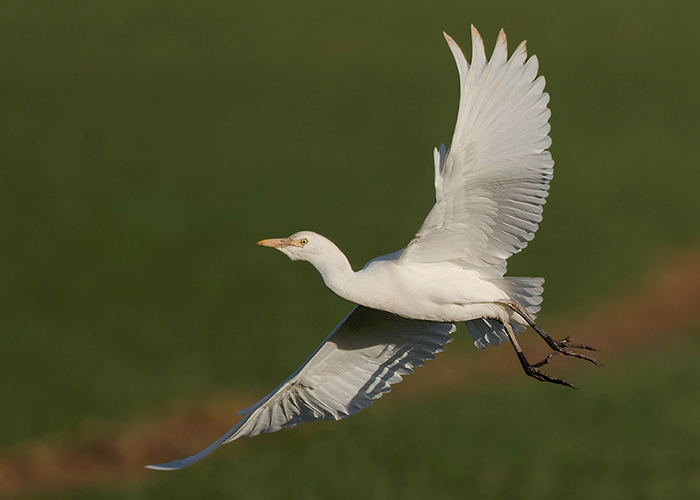 Cattle Egret