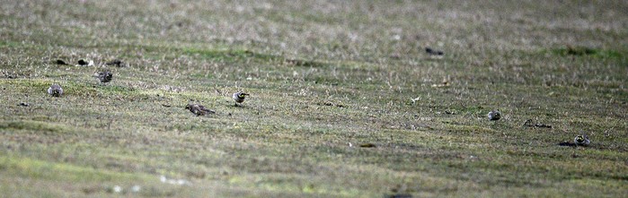 Shorelark