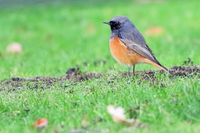 Eastern Black Redstart