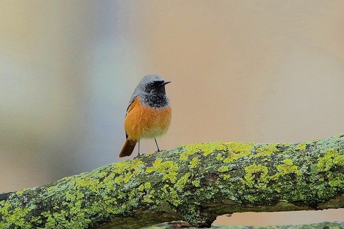 Eastern Black Redstart