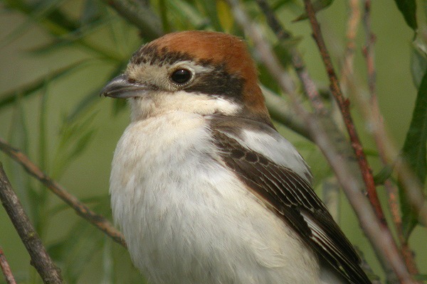 Woodchat Shrike