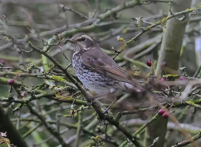 Dusky Thrush