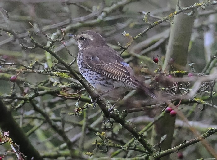 Dusky Thrush
