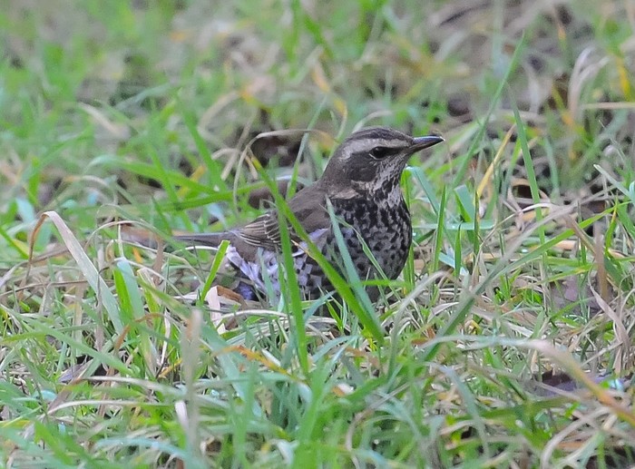 Dusky Thrush
