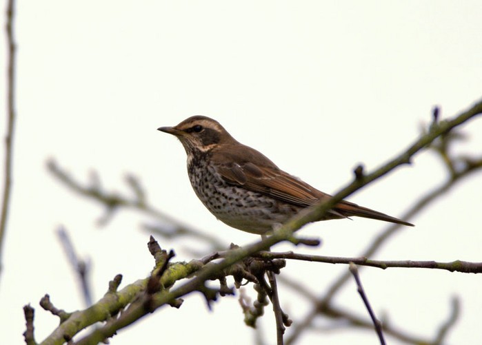 Dusky Thrush