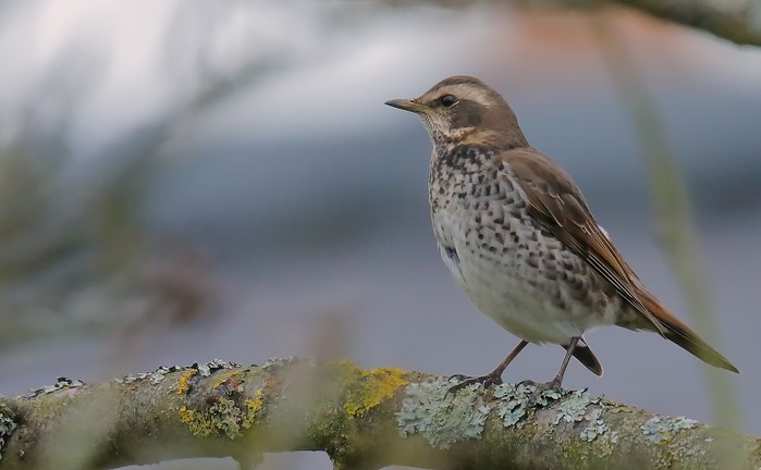 Dusky Thrush
