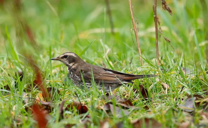 Dusky Thrush