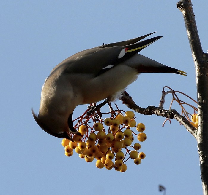 Waxwing