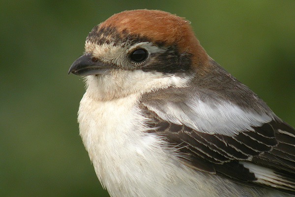 Woodchat Shrike