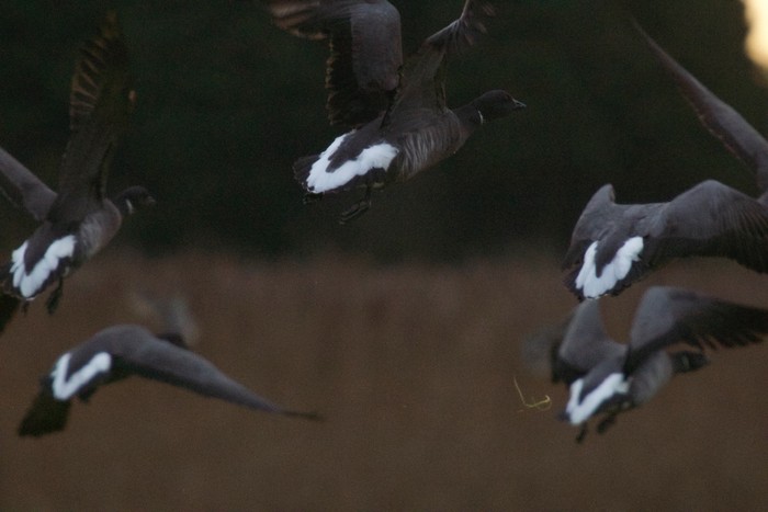 Brent Goose
