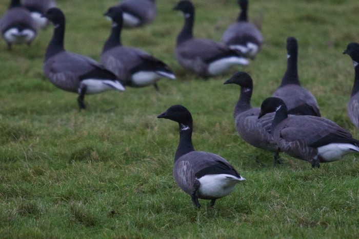 Brent Goose