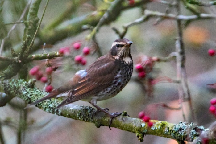 Dusky Thrush